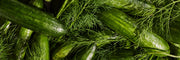 Cucumber & Dill