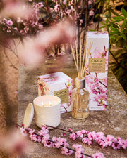 Cherry Blossom & Green Tea